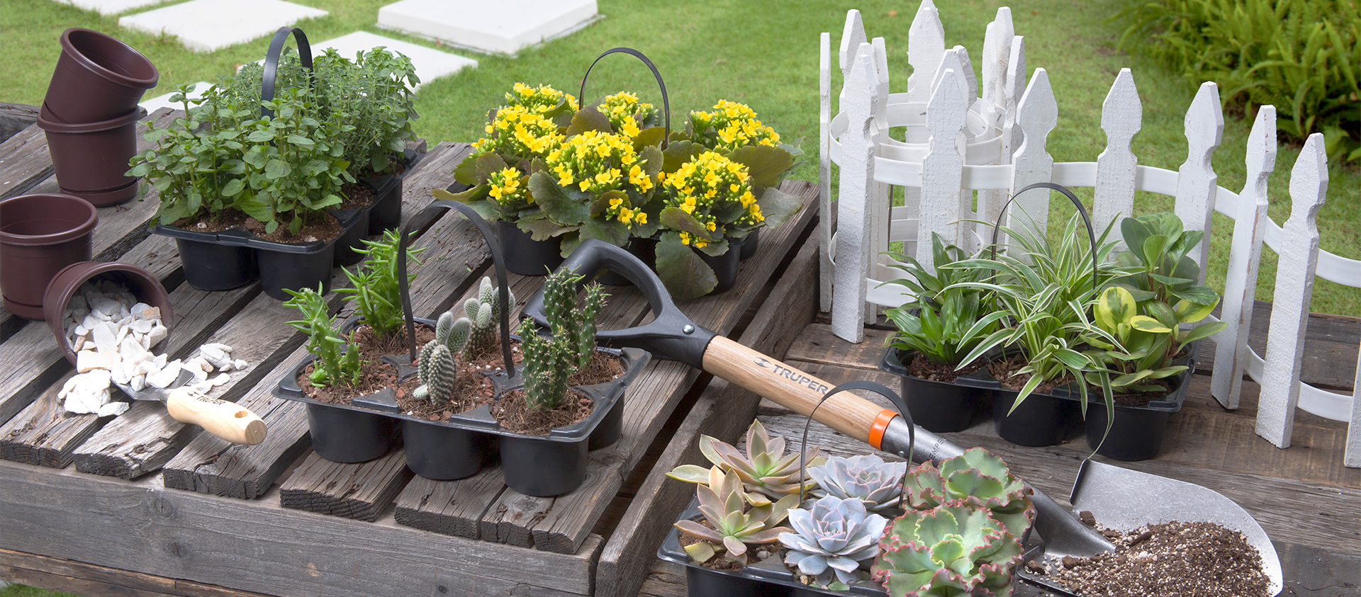 Plantas según tu personalidad